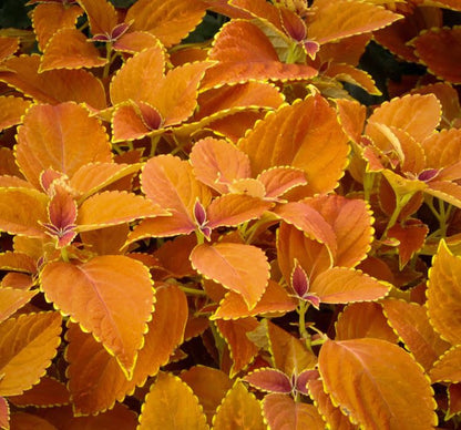 🍃 Rare Coleus seeds🌸, ideal for perennial shade garden ornamental foliage