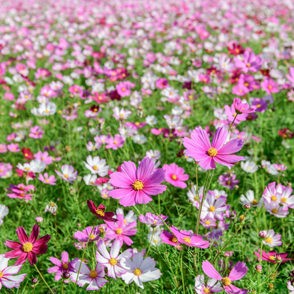 Cosmos Seeds – Grow Effortless Wildflower Beauty in Your Garden