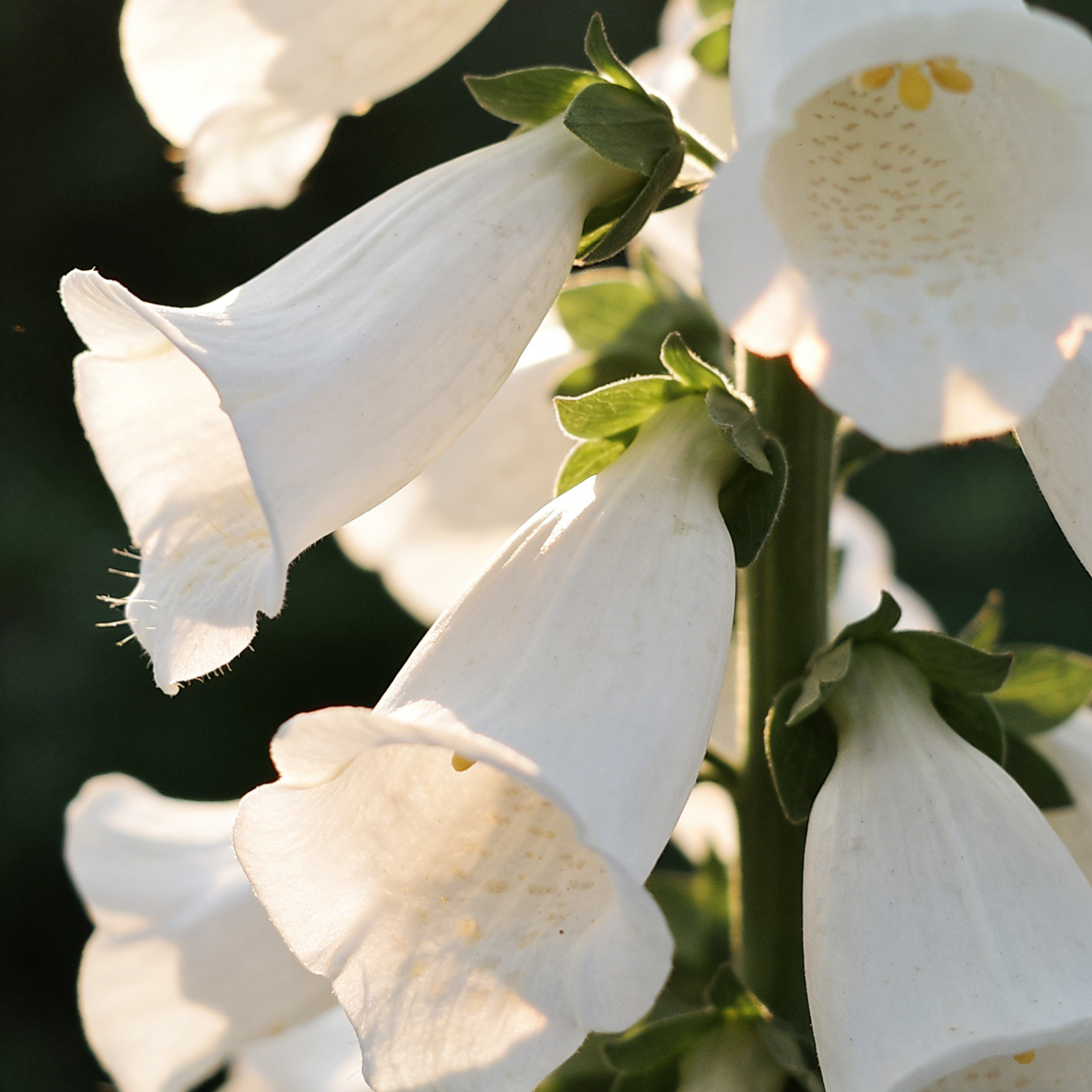 🔥Premium Foxglove Seeds –  🌸Elegant Blooms That Transform Your Garden