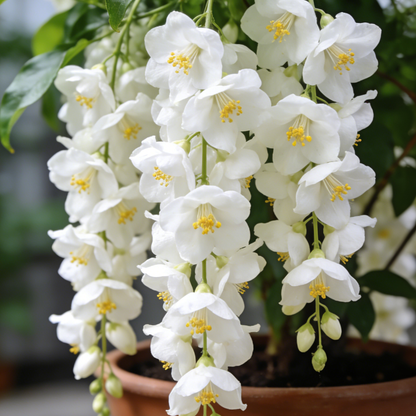 🌸Weeping Jasmine Seeds – Create a Fragrant Floral Waterfall at Home🌿❄️