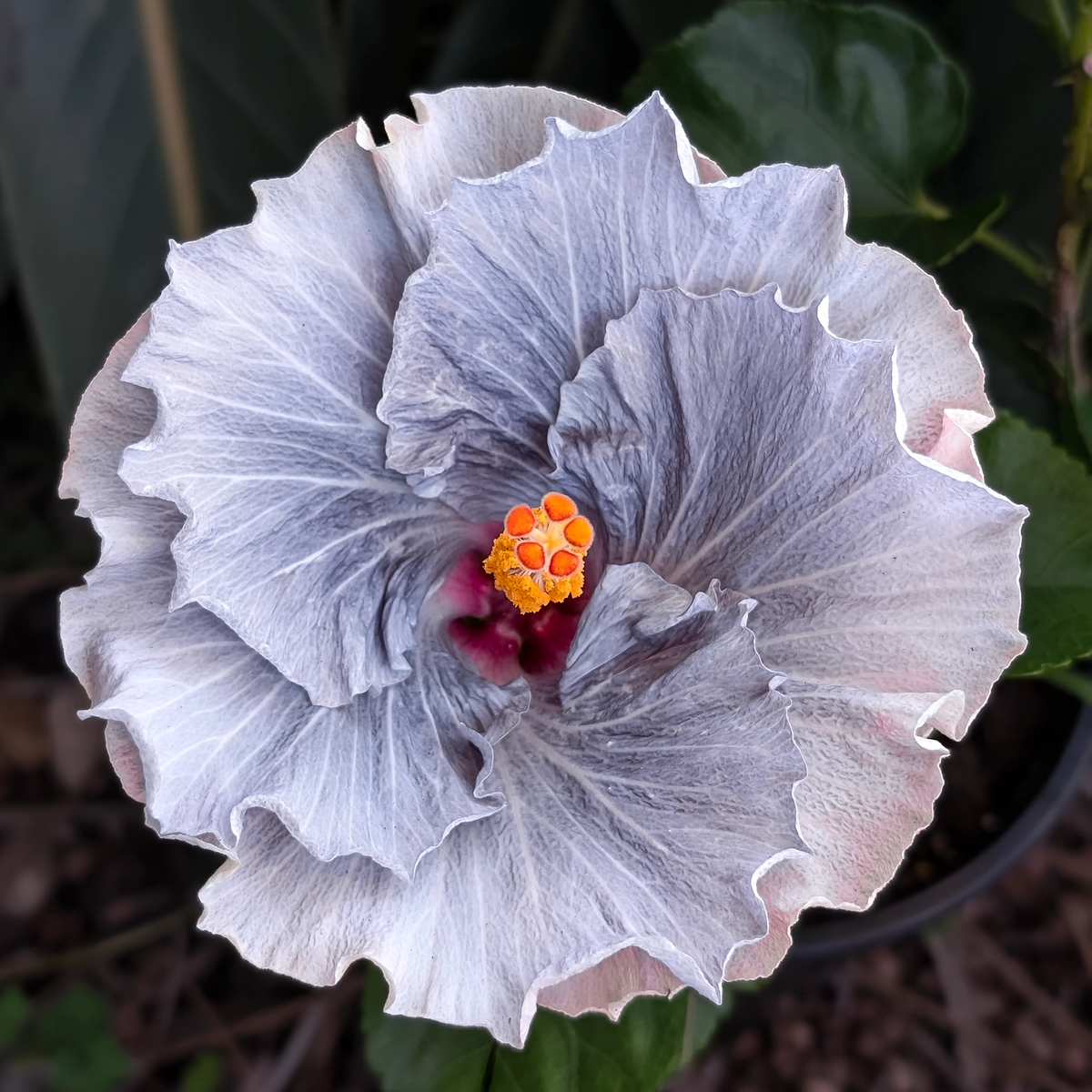 Giant Ombre Hibiscus Exotic Coral Flowers Seeds