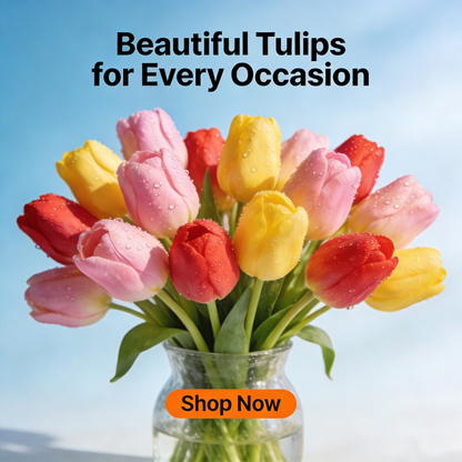 Tulip Seeds – Grow a Stunning Spring Garden Full of Color