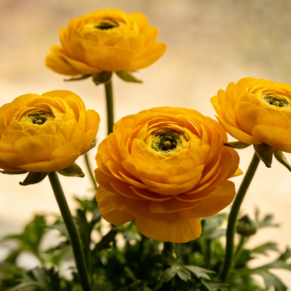 🌸Ranunculus Seeds – 💜Grow Elegant, Rose-Like Blooms in Your Own Garden