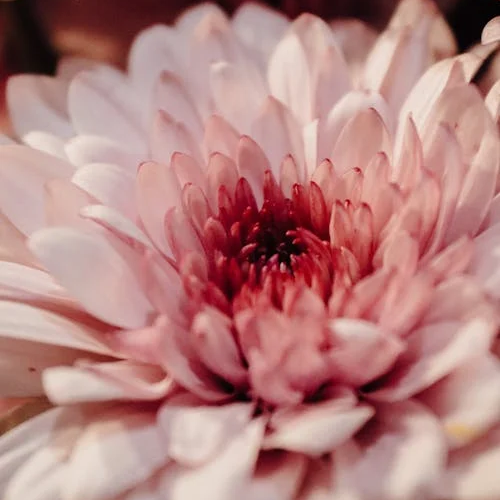 🌸Dahlia Seeds – Grow Bold, Full Blooms That Transform Your Garden
