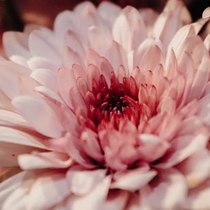 🌸Dahlia Seeds – Grow Bold, Full Blooms That Transform Your Garden