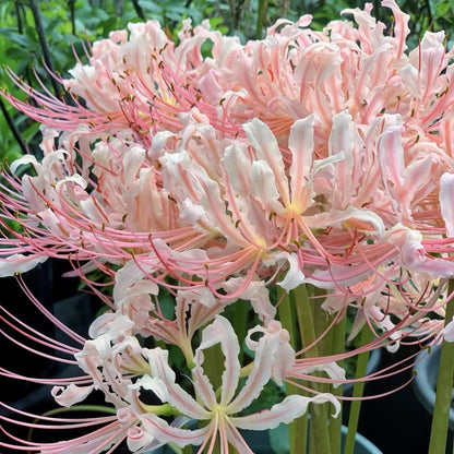 💙🌺Rare Spider Lily – A Mystical Touch of Nature’s Wonder