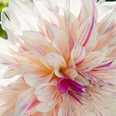 🌸Dahlia Seeds – Grow Bold, Full Blooms That Transform Your Garden
