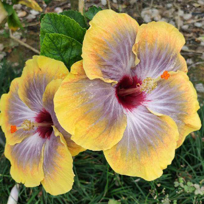 Giant Ombre Hibiscus Exotic Coral Flowers Seeds