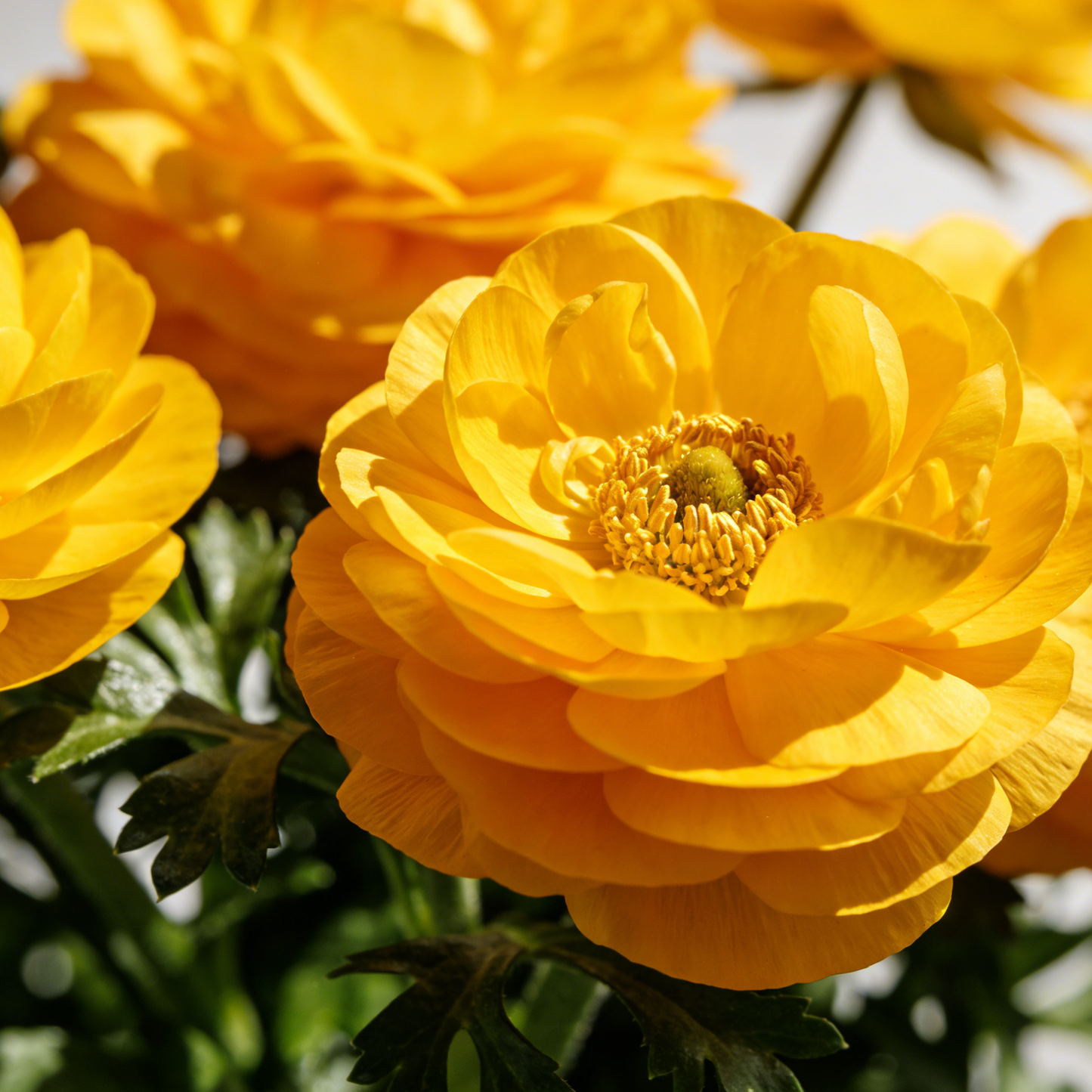 🌸Ranunculus Seeds – 💜Grow Elegant, Rose-Like Blooms in Your Own Garden