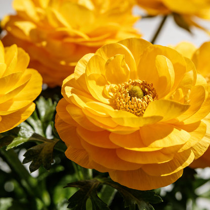🌸Ranunculus Seeds – 💜Grow Elegant, Rose-Like Blooms in Your Own Garden