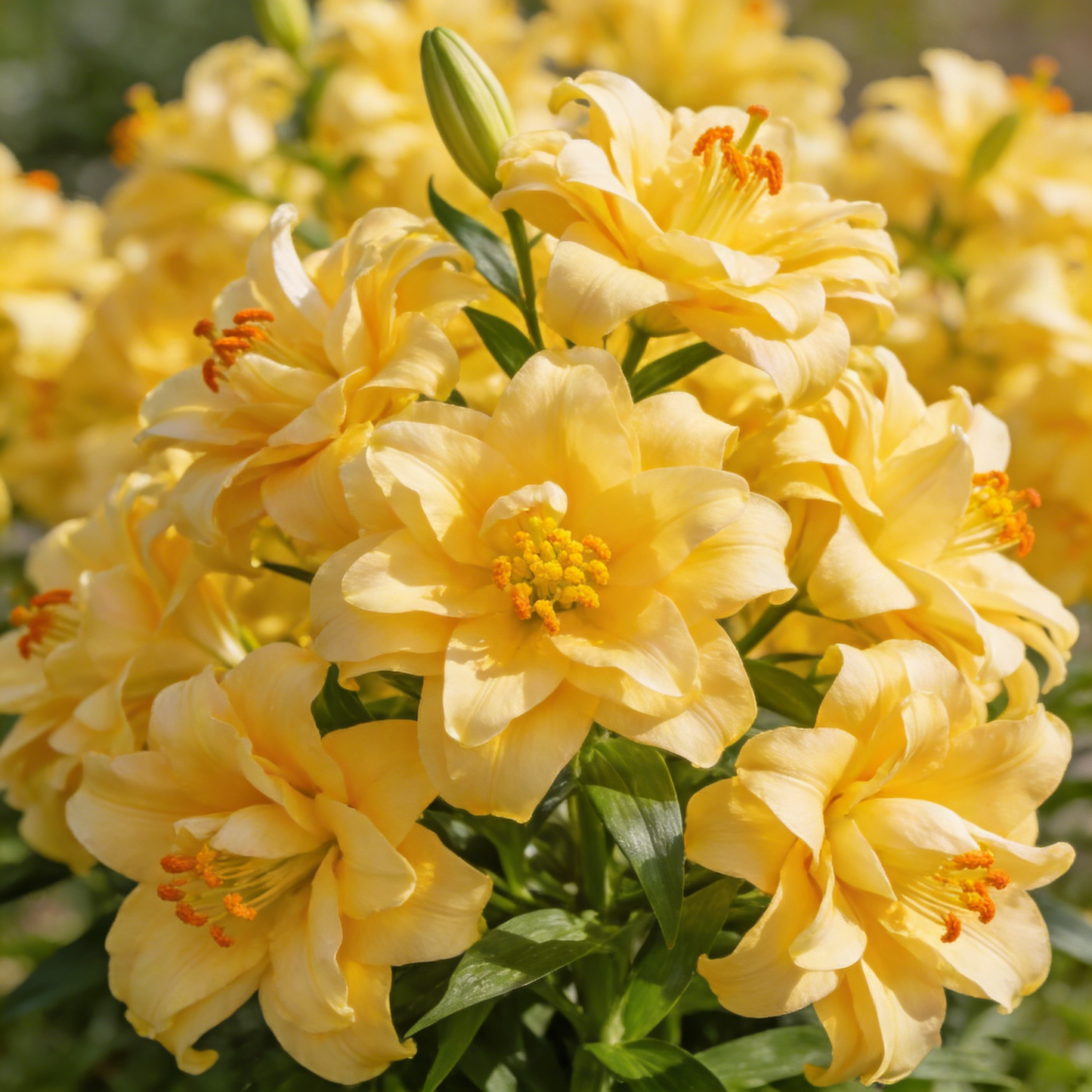 Lily Seeds – Grow Elegant, Timeless Blooms in Your Own Garden