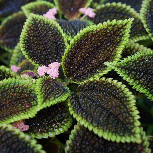 🍃 Rare Coleus seeds🌸, ideal for perennial shade garden ornamental foliage