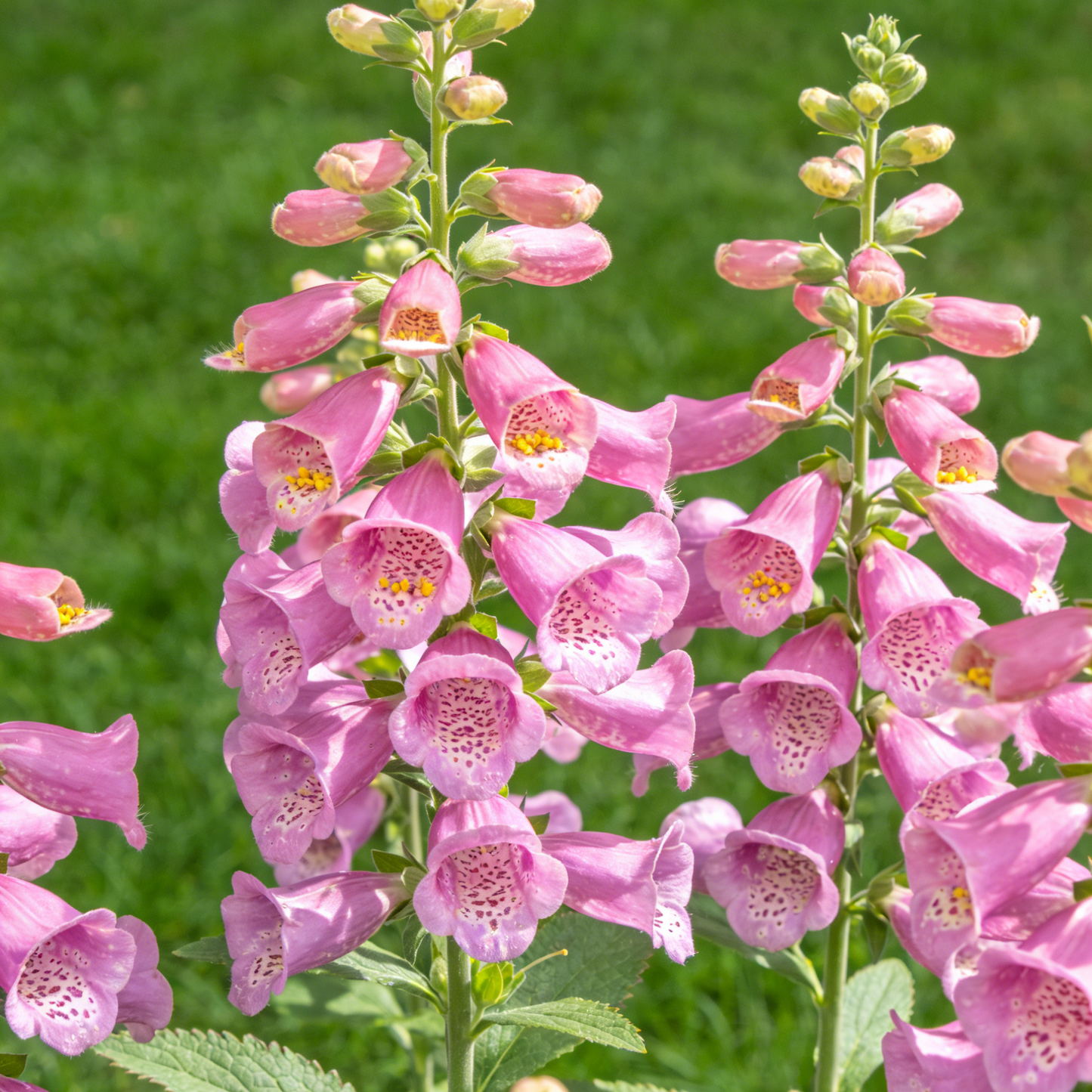 🔥Premium Foxglove Seeds –  🌸Elegant Blooms That Transform Your Garden