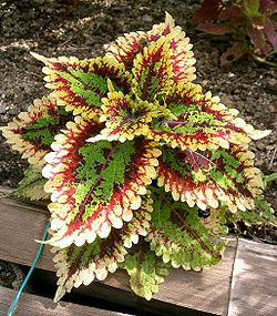 🍃 Rare Coleus seeds🌸, ideal for perennial shade garden ornamental foliage