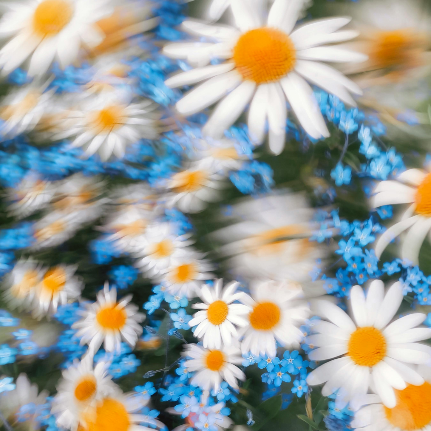 Cosmos Seeds – Grow Effortless Wildflower Beauty in Your Garden
