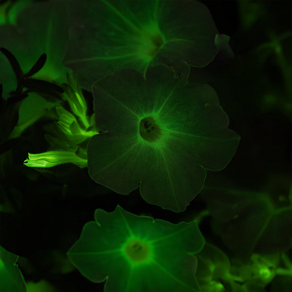 🪴Firefly Petunia Seeds – Glow-in-the-Dark Flowers Inspired by Nature & Science