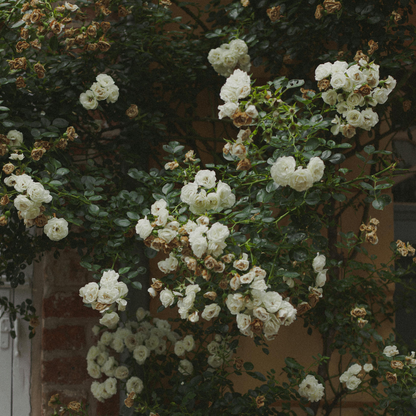 🌹Climbing Vine Rose Seeds – Transform Your Garden Into a Blooming Rose Wall