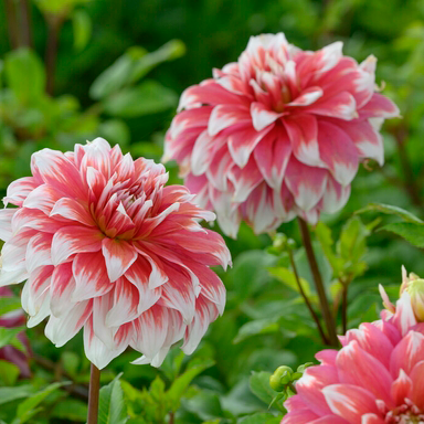 🌸Dahlia Seeds – Grow Bold, Full Blooms That Transform Your Garden