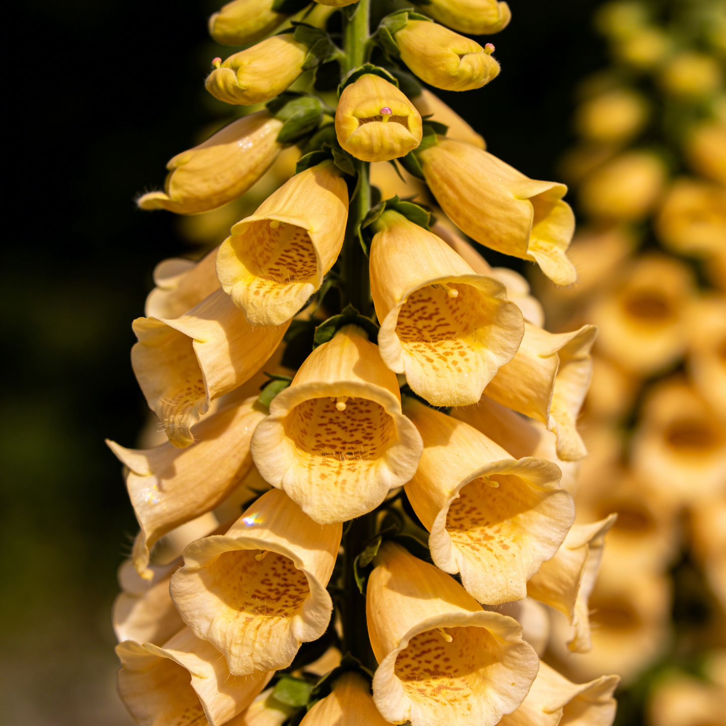 🔥Premium Foxglove Seeds –  🌸Elegant Blooms That Transform Your Garden
