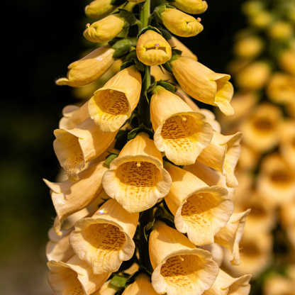 🔥Premium Foxglove Seeds –  🌸Elegant Blooms That Transform Your Garden