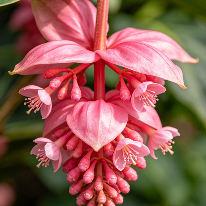 🌸Medinilla Magnifica Flower Seeds🪴
