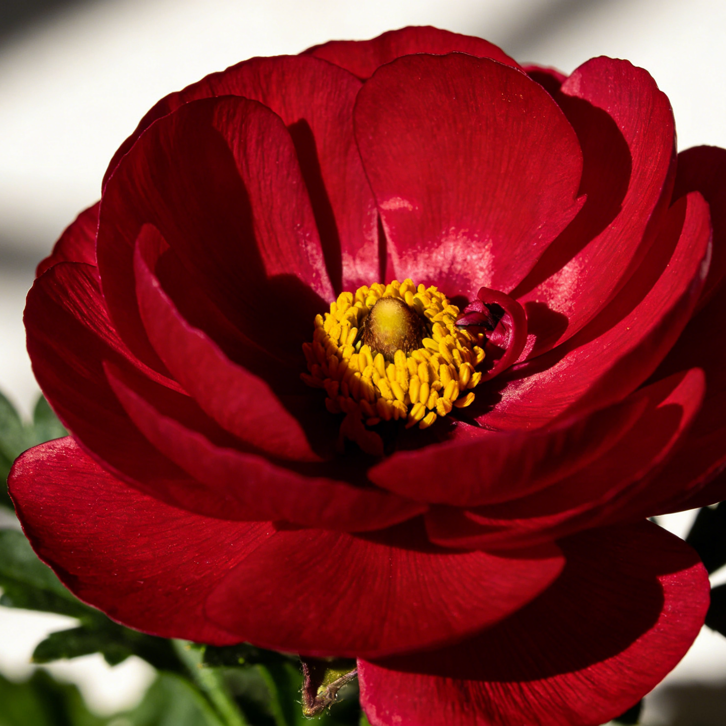 🌸Ranunculus Seeds – 💜Grow Elegant, Rose-Like Blooms in Your Own Garden