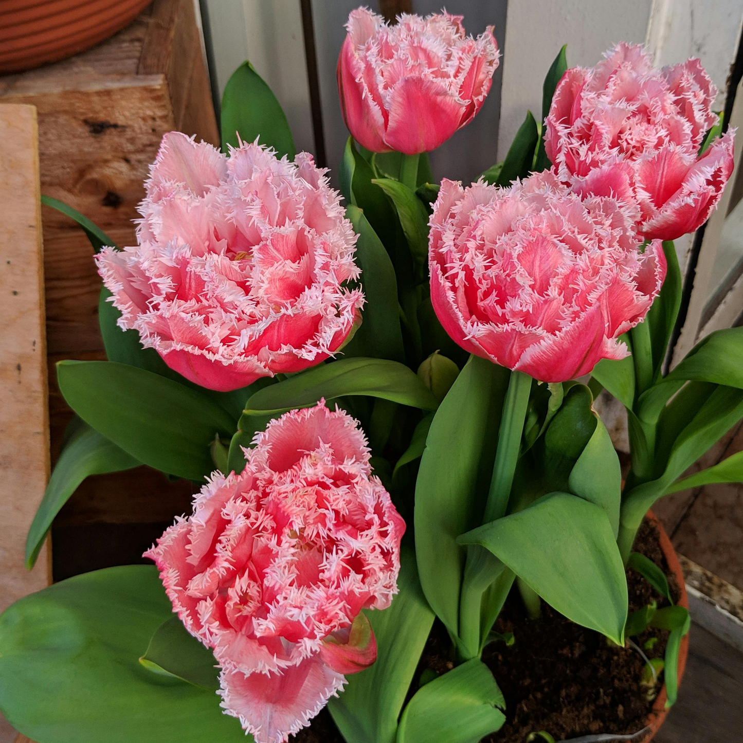 Tulip Seeds – Grow a Stunning Spring Garden Full of Color