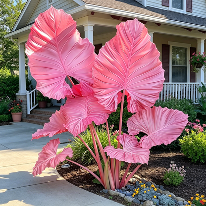 🌿Caladium Giganteum Bulbs 🌟The tropical star of your garden