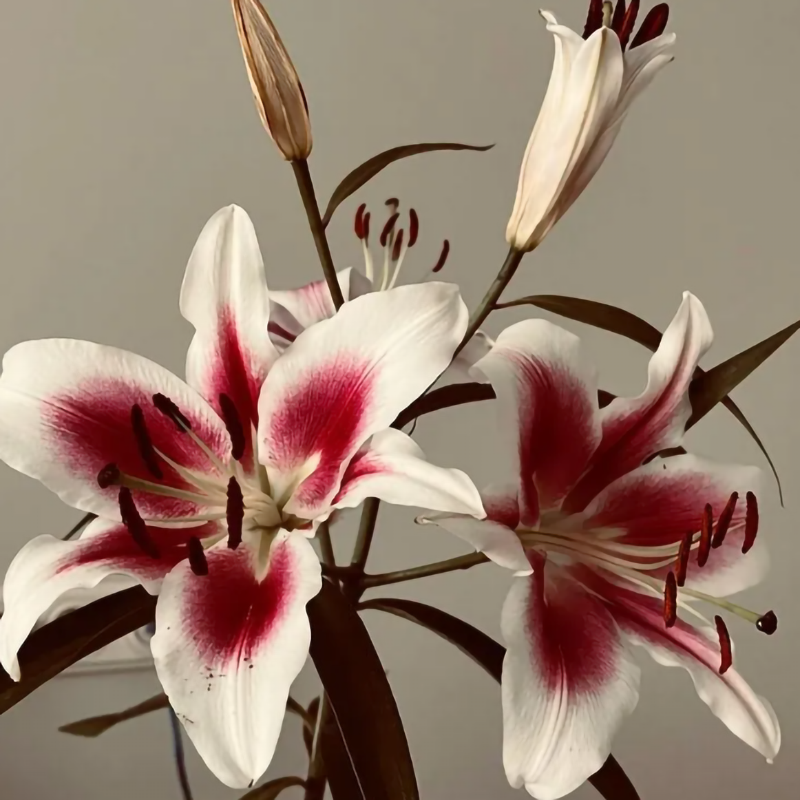 🌸Lily Bulbs Rare Colors Limited Edition