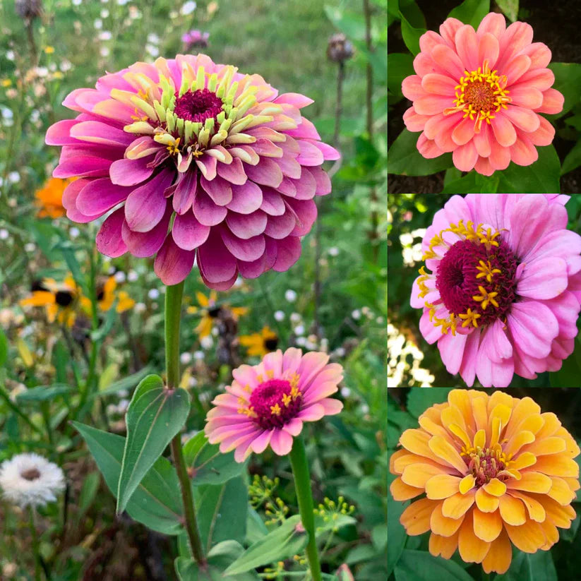 👉 Grow Gorgeous, Eye-Catching Flowers at Home — No Experience or Green Thumb Needed 🌱