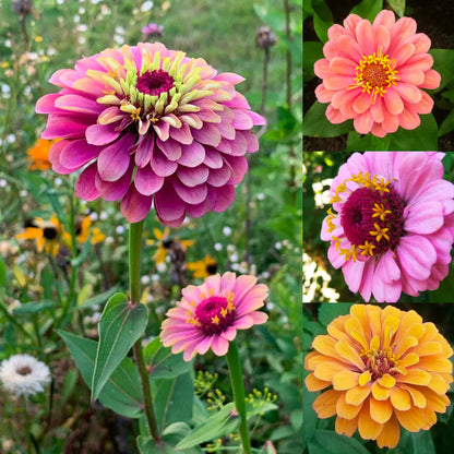👉 Grow Gorgeous, Eye-Catching Flowers at Home — No Experience or Green Thumb Needed 🌱