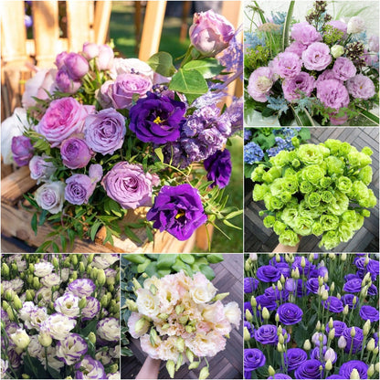 🌷Lisianthus Seeds - Blooming Elegance