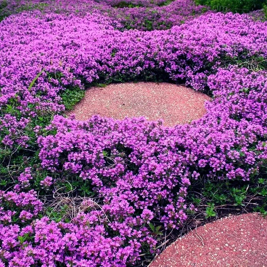 ✨ The Magical Fairy Garden of Your Dreams✨Creeping Thyme Seeds