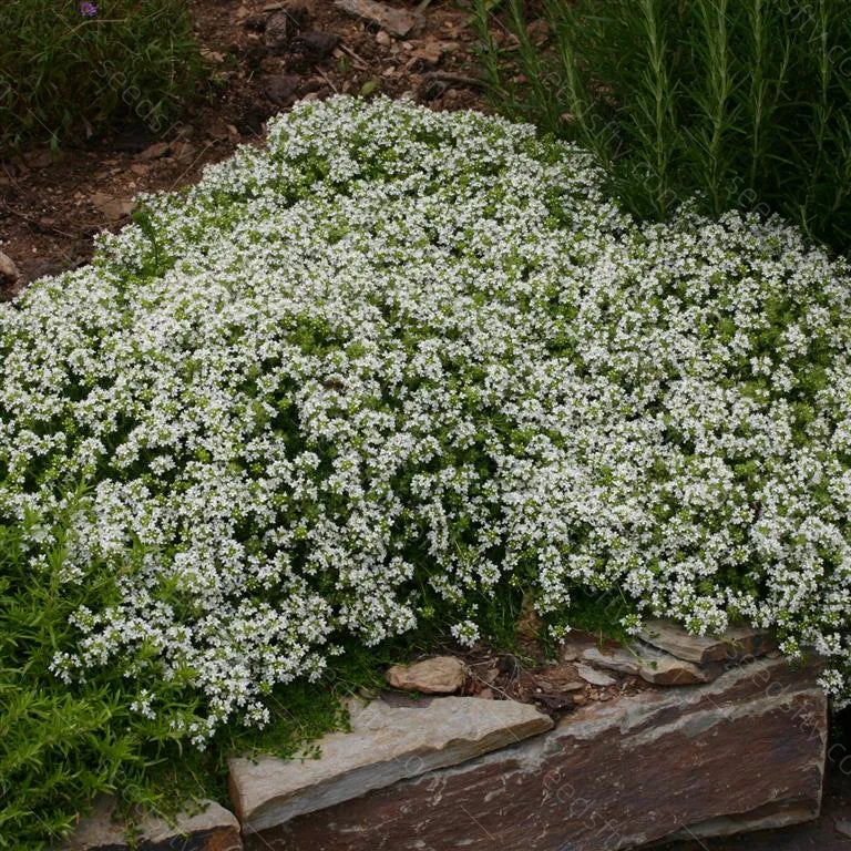 ✨ The Magical Fairy Garden of Your Dreams✨Creeping Thyme Seeds