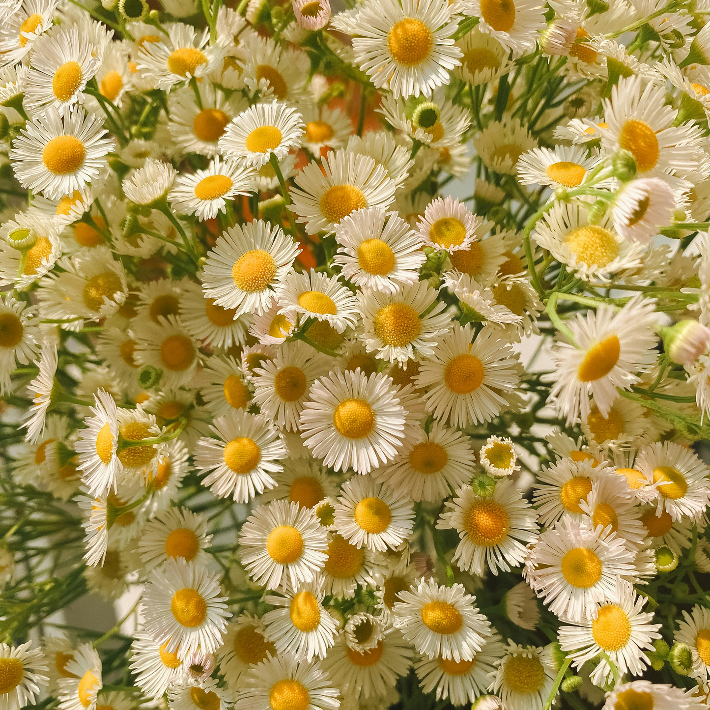 Cosmos Seeds – Grow Effortless Wildflower Beauty in Your Garden