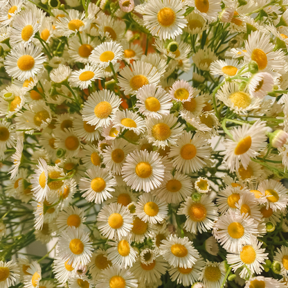 Cosmos Seeds – Grow Effortless Wildflower Beauty in Your Garden