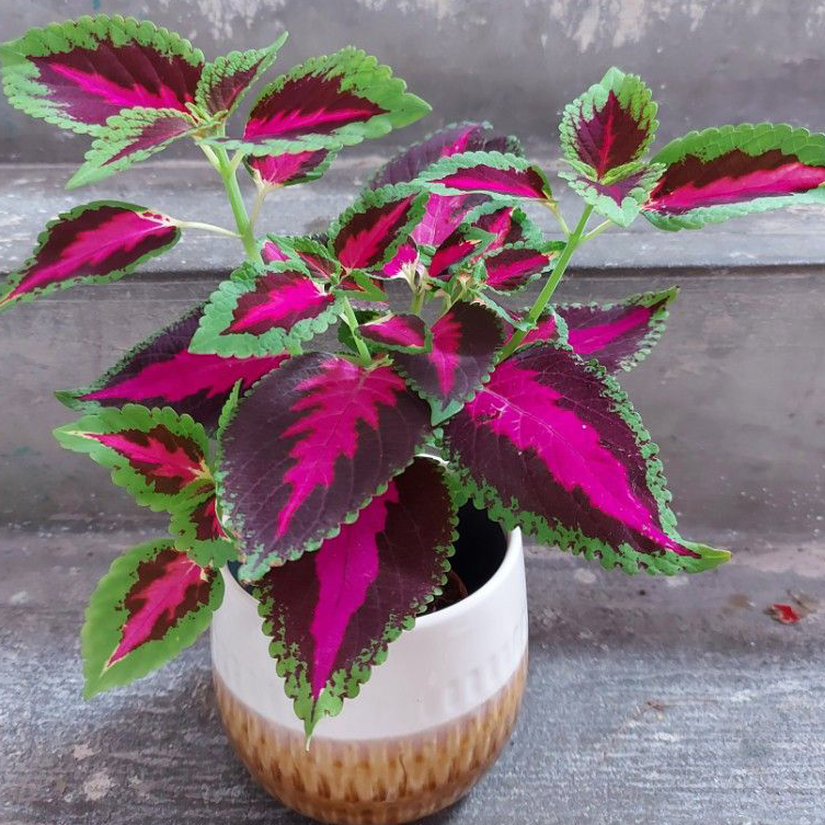 🍃 Rare Coleus seeds🌸, ideal for perennial shade garden ornamental foliage