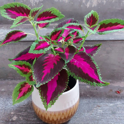 🍃 Rare Coleus seeds🌸, ideal for perennial shade garden ornamental foliage