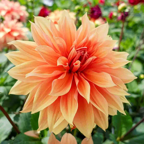 🌸Dahlia Seeds – Grow Bold, Full Blooms That Transform Your Garden