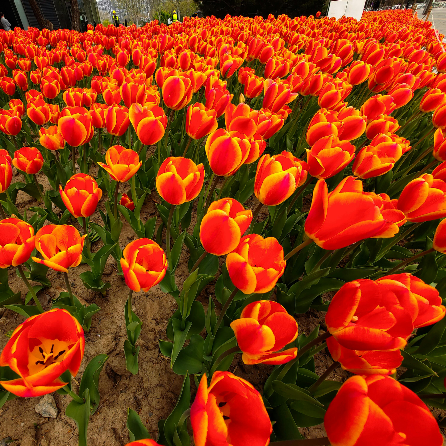 Tulip Seeds – Grow a Stunning Spring Garden Full of Color