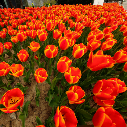 Tulip Seeds – Grow a Stunning Spring Garden Full of Color