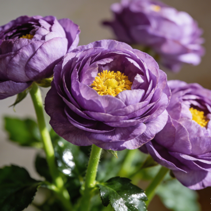 🌸 Grow Bouquet-Quality Flowers at Home with Ranunculus Bulbs 💐