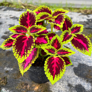 🍃 Rare Coleus seeds🌸, ideal for perennial shade garden ornamental foliage