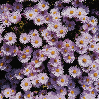 Cosmos Seeds – Grow Effortless Wildflower Beauty in Your Garden