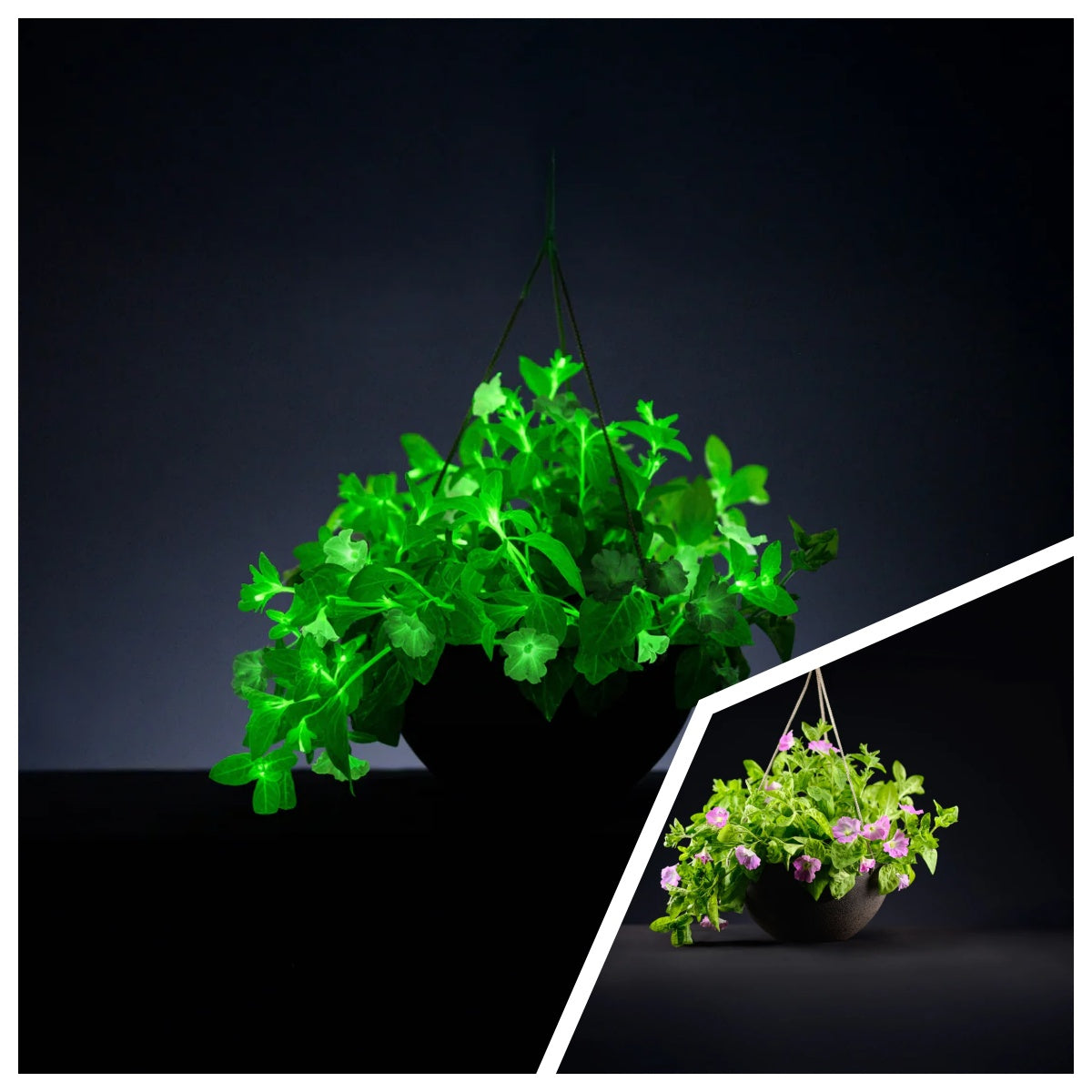 🪴Firefly Petunia Seeds – Glow-in-the-Dark Flowers Inspired by Nature & Science