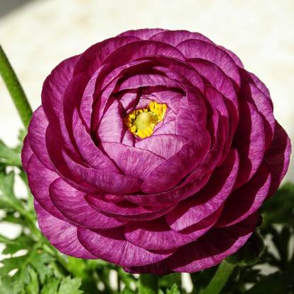 🌸 Grow Bouquet-Quality Flowers at Home with Ranunculus Bulbs 💐