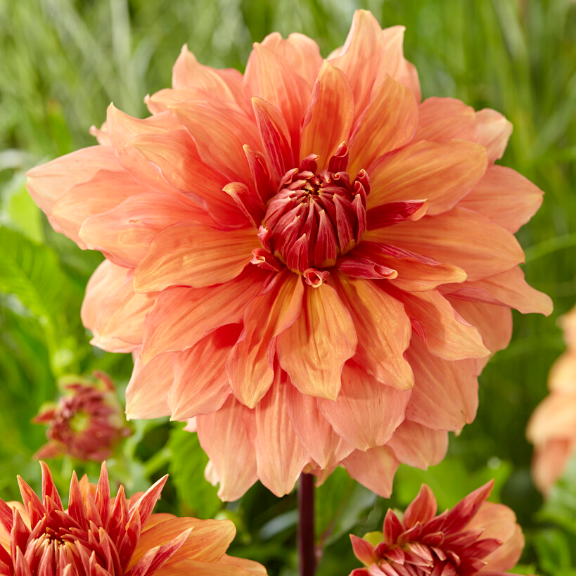 🌸Dahlia Seeds – Grow Bold, Full Blooms That Transform Your Garden
