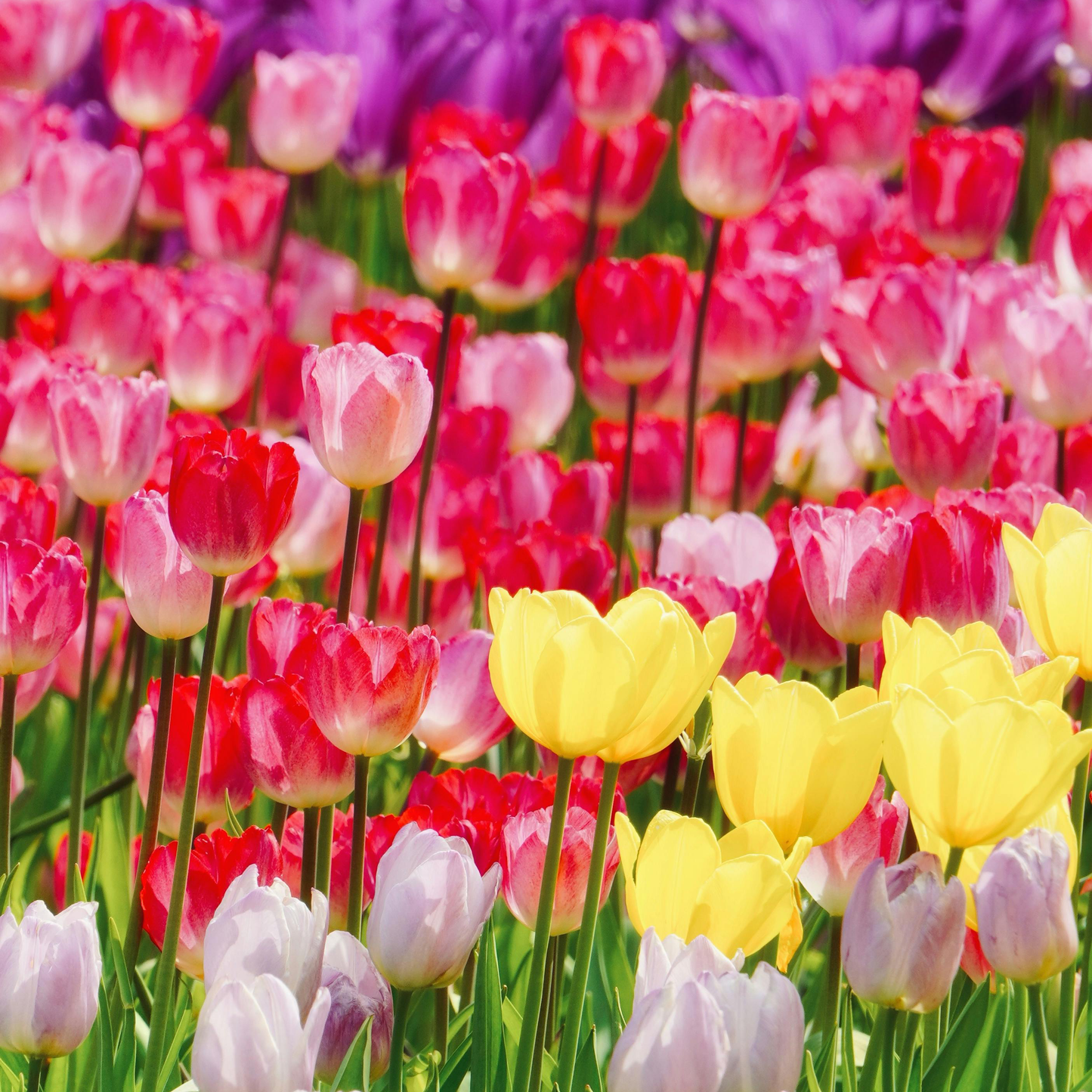 Tulip Seeds – Grow a Stunning Spring Garden Full of Color