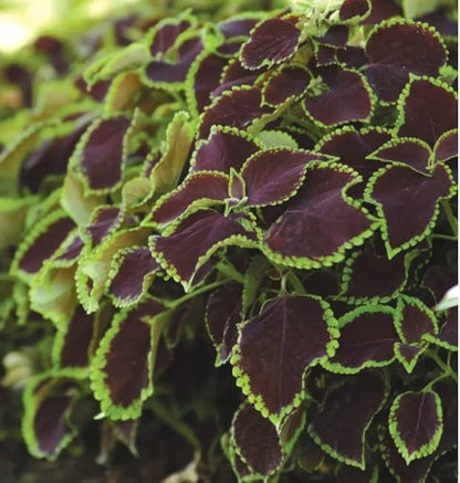 🍃 Rare Coleus seeds🌸, ideal for perennial shade garden ornamental foliage