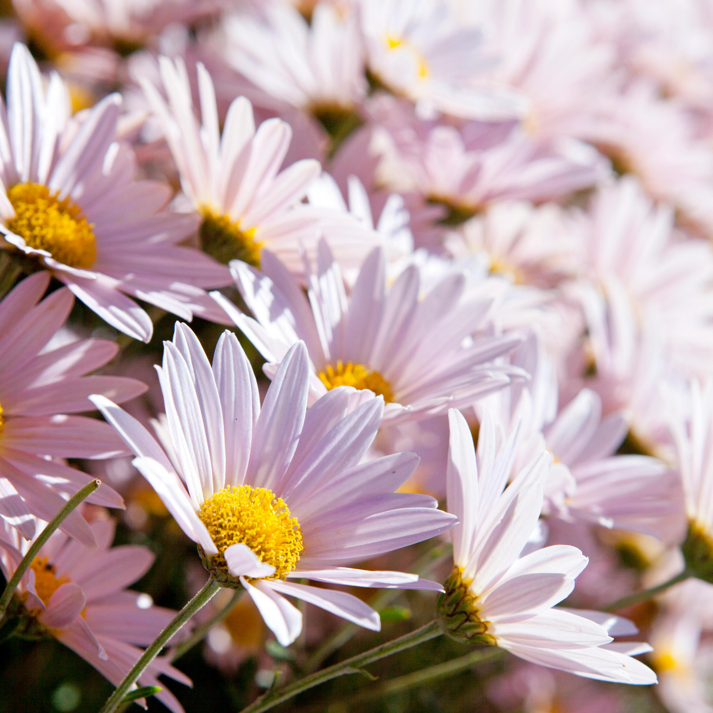Cosmos Seeds – Grow Effortless Wildflower Beauty in Your Garden